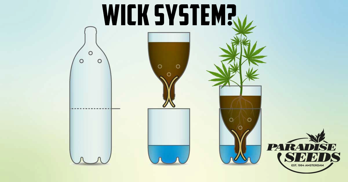 Wick system for cannabis