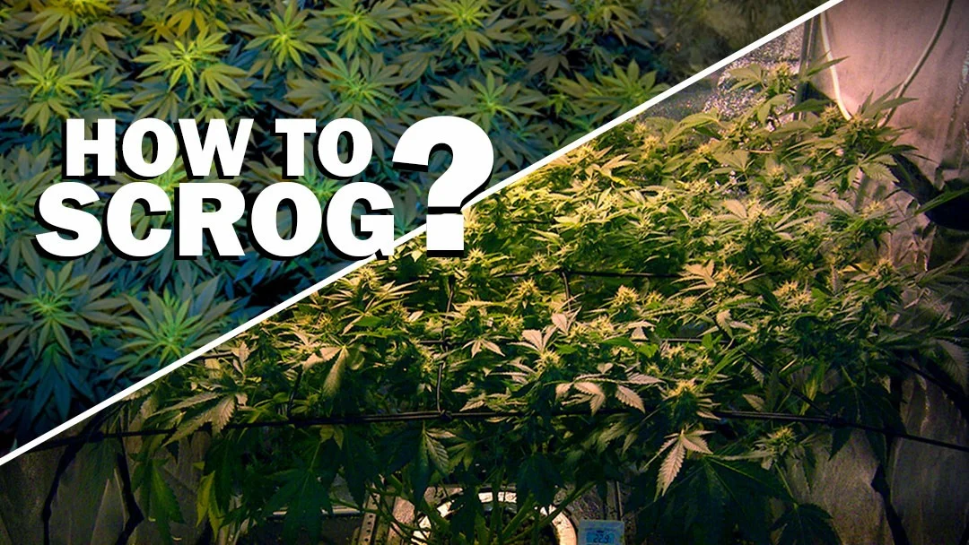 Beginner's Guide to the SCROG Image