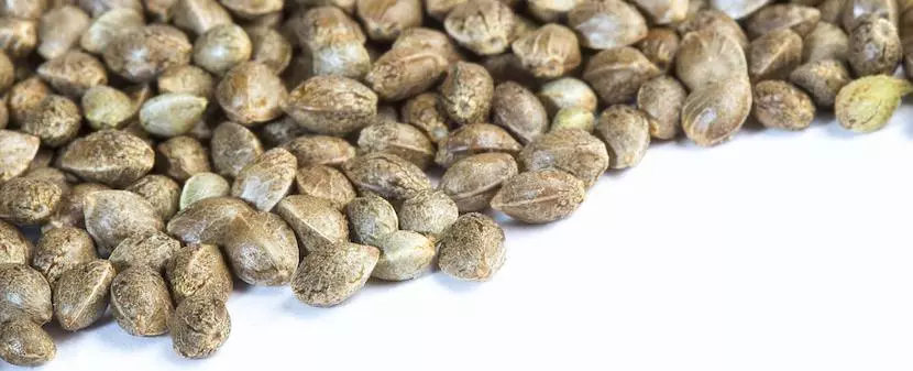 Cannabis seeds
