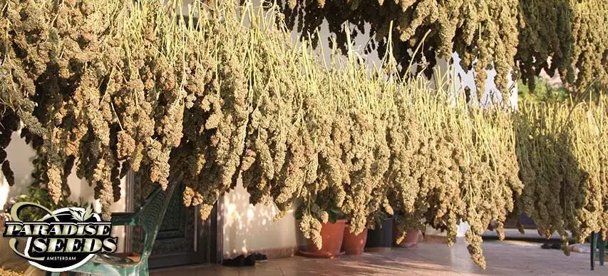 Drying & Curing Cannabis