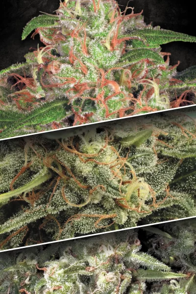 Consigli per il super-cropping sulle piante di cannabis