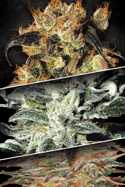 Image of 3 cannabis strains indica champions.