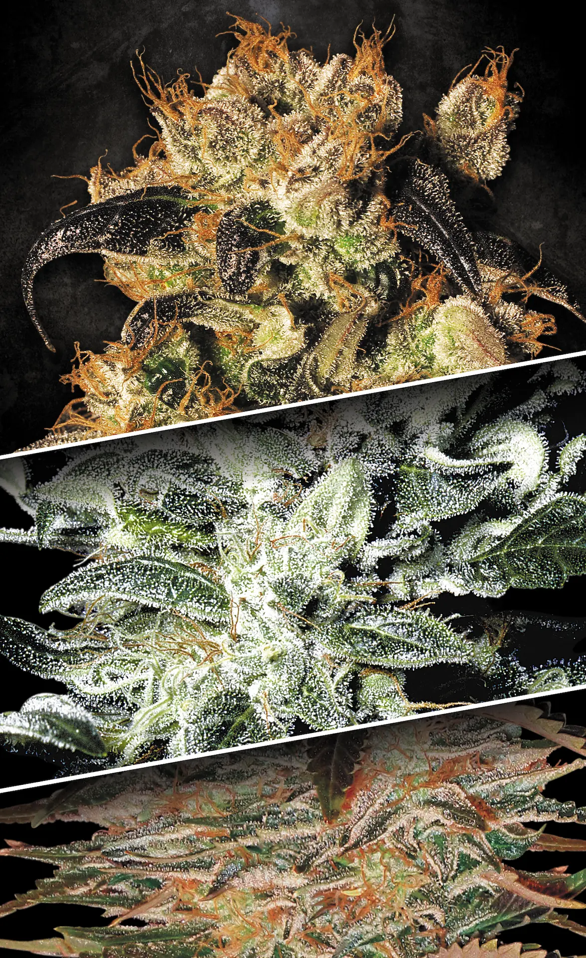 Image of 3 cannabis strains indica.