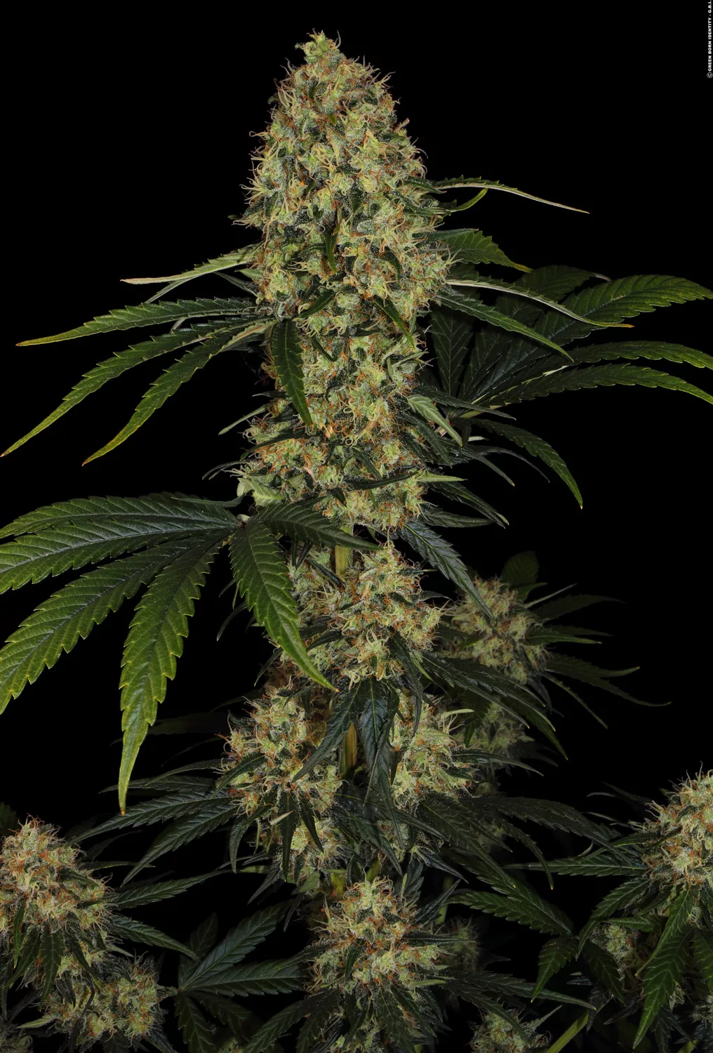 L.A. Amnesia Seeds