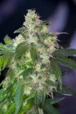 Original-White-Widow Photo