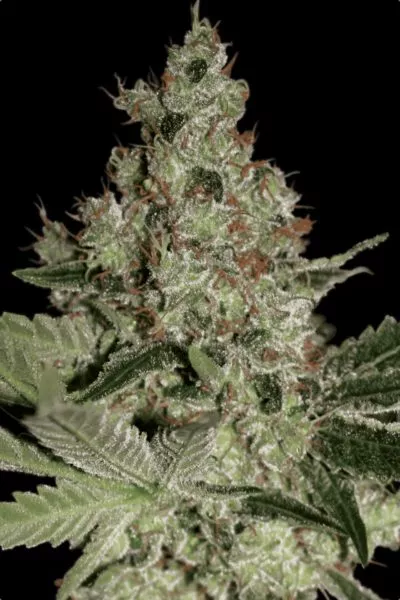 Acid cannabis strain photo with a black background