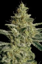 Allkush cannabis strain photo with a black background