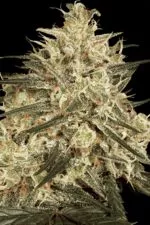 Atomical Haze cannabis strain photo with a black background