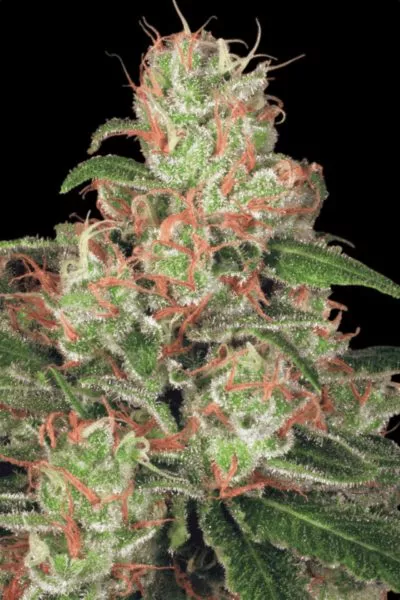 Auto Acid cannabis strain photo with a black background