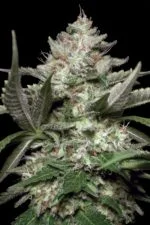 Acid cannabis strain photo with a black background