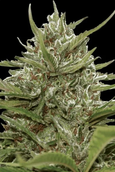 Auto Whiteberry cannabis strain photo with a black background