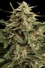 Automaria cannabis strain photo with a black background