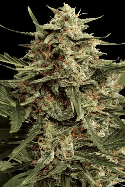 Acid cannabis strain photo with a black background