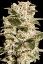 Belladonna cannabis strain photo with a black background