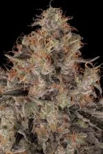 Blue Kush Berry cannabis strain photo with a black background