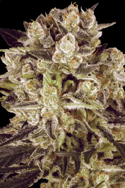 Durag Mata II CBD cannabis strain photo with a black background