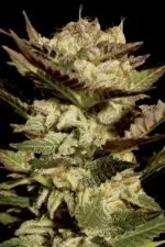 Acid cannabis strain photo with a black background