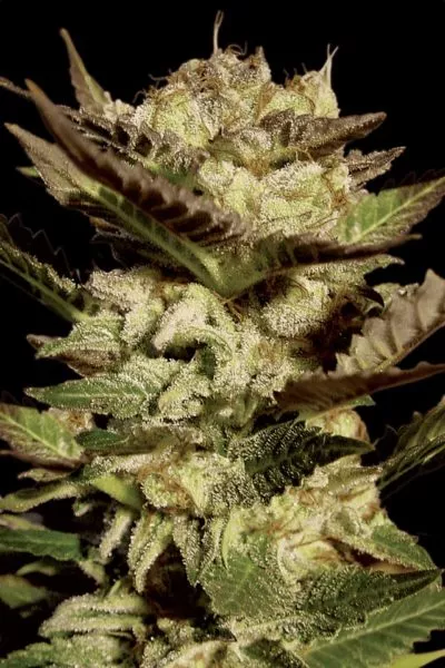 Durga Mata cannabis strain photo with a black background