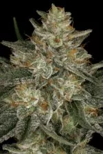 Dutch Kush cannabis strain photo with a black background