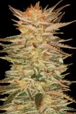 Ice Cream cannabis strain photo with a black background