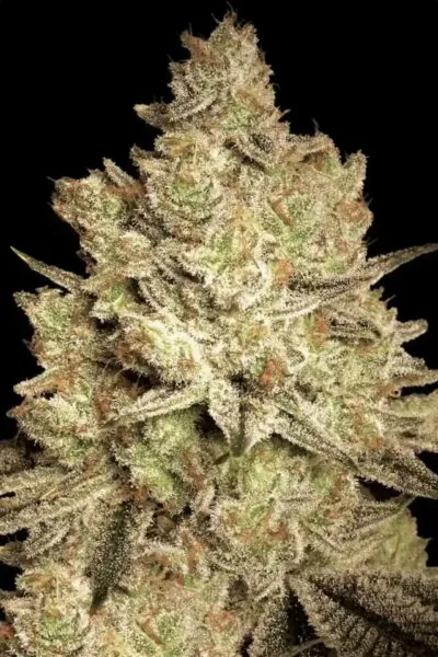 Acid cannabis strain photo with a black background