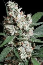 L.A. Amnesia Cannabis samen photo with a black background