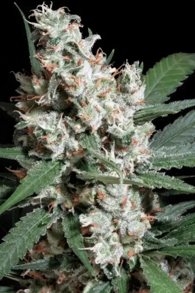 L.A. Amnesia Cannabis samen photo with a black background