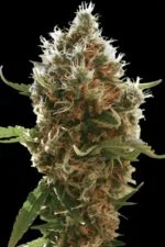 Lucid Bold cannabis strain photo with a black background