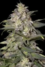 Magic Bud cannabis strain photo with a black background