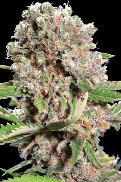 Mendocino Skunk cannabis strain photo with a black background