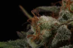 Mendocino Skunk Macro