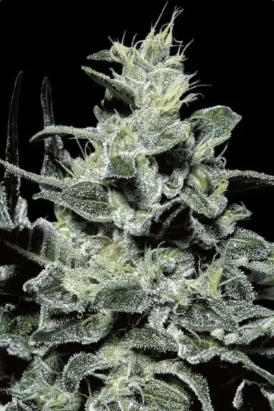 Nebula cannabis strain photo with a black background