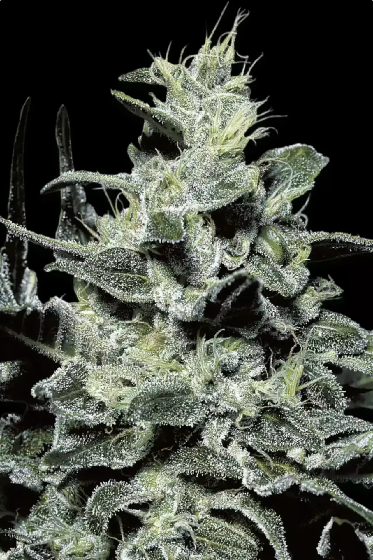 Acid cannabis strain photo with a black background