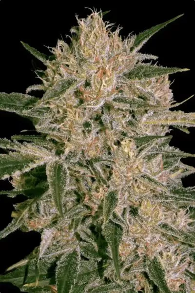 Nebula II CBD cannabis strain photo with a black background