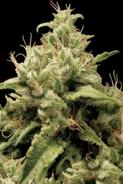 Acid cannabis strain photo with a black background