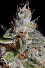 Original Cheese cannabis strain photo with a black background