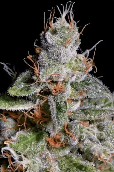 Acid cannabis strain photo with a black background