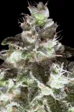 Original White Widow cannabis strain photo with a black background