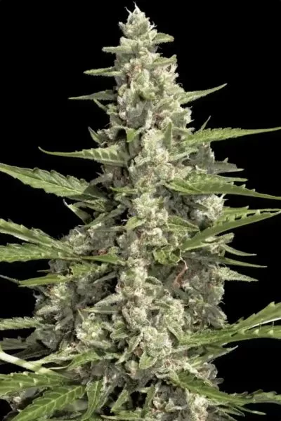 Pandora cannabis strain photo with a black background