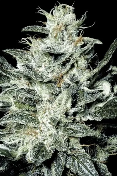 Sensi Star cannabis strain photo with a black background