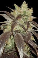 Acid cannabis strain photo with a black background