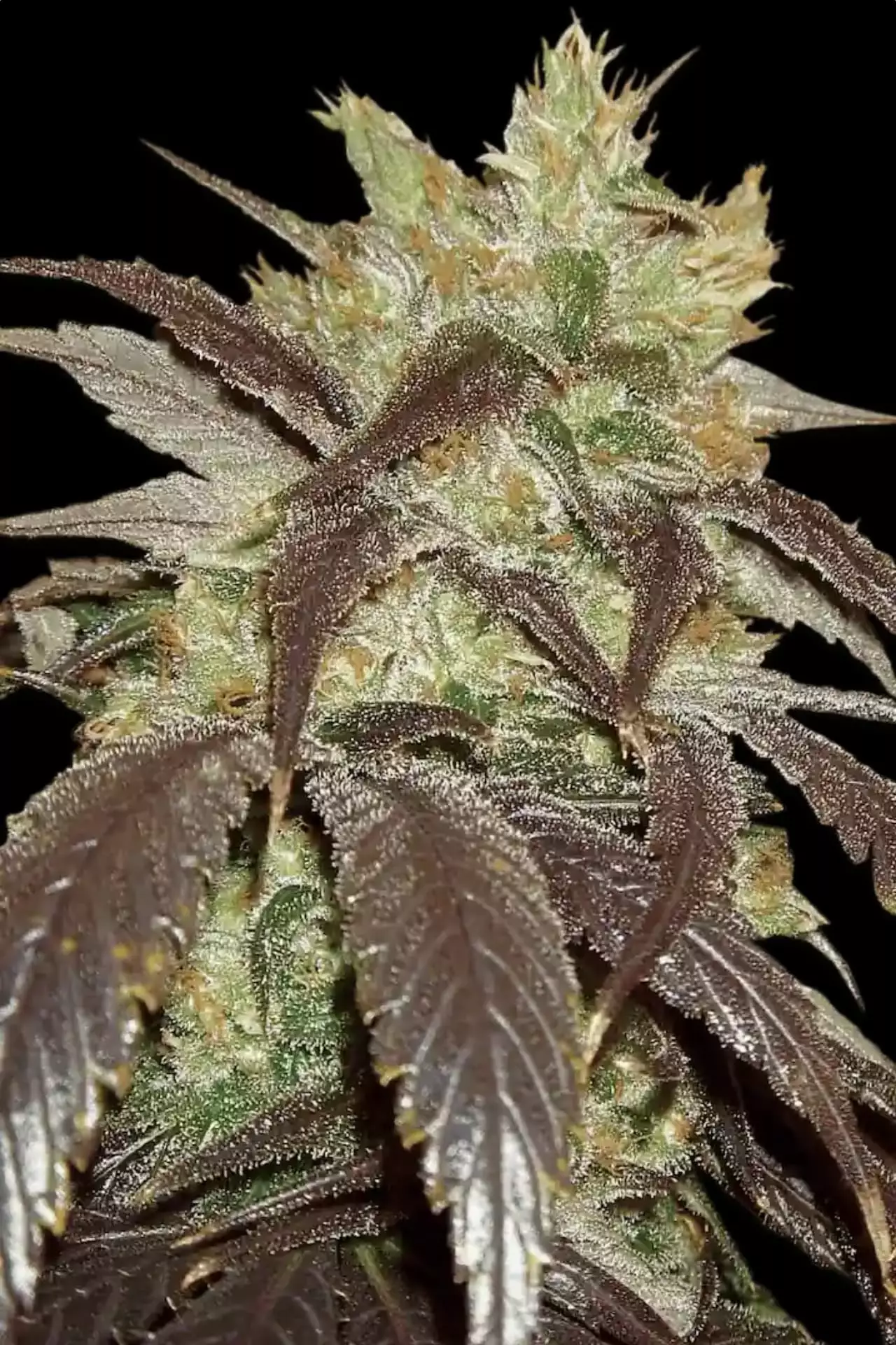 Spoetnik cannabis strain photo with a black background