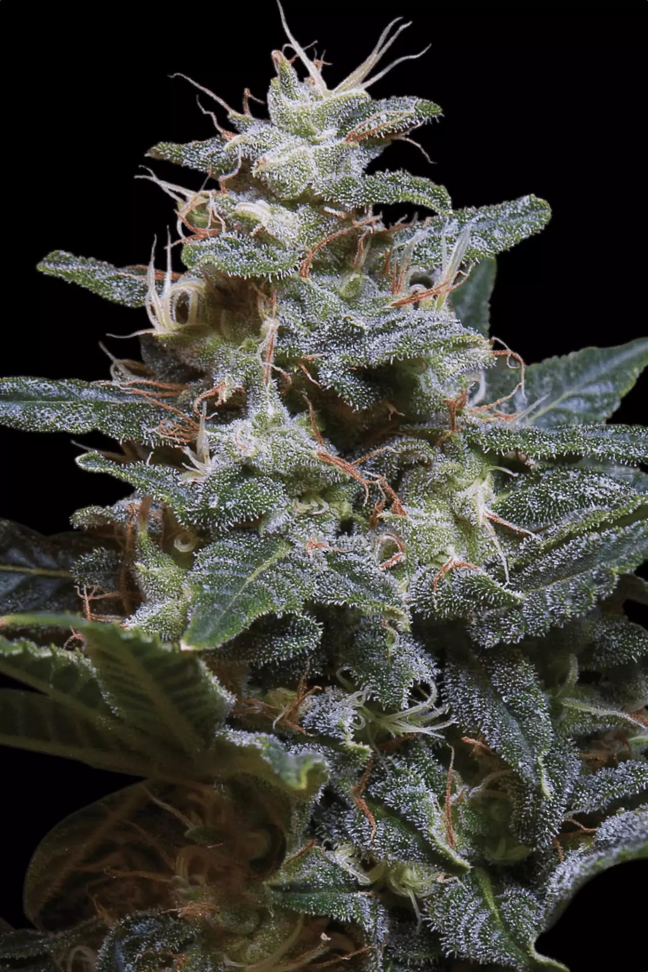 Sweet Purple cannabis strain photo with a black background