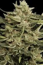 Vertigo cannabis strain photo with a black background