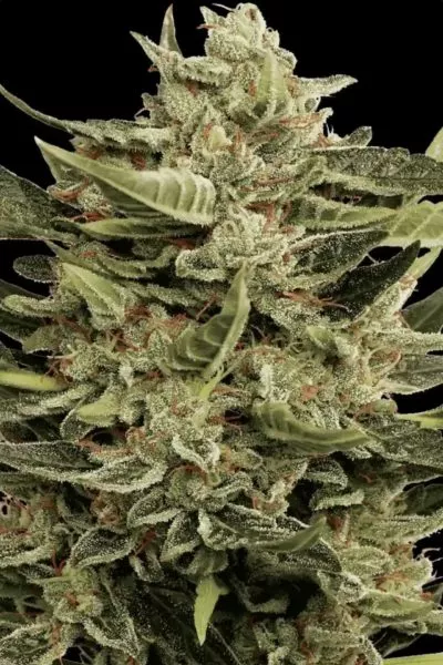 Acid cannabis strain photo with a black background