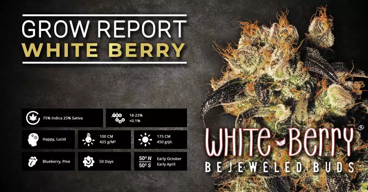 White Berry Cannabis Grow Report