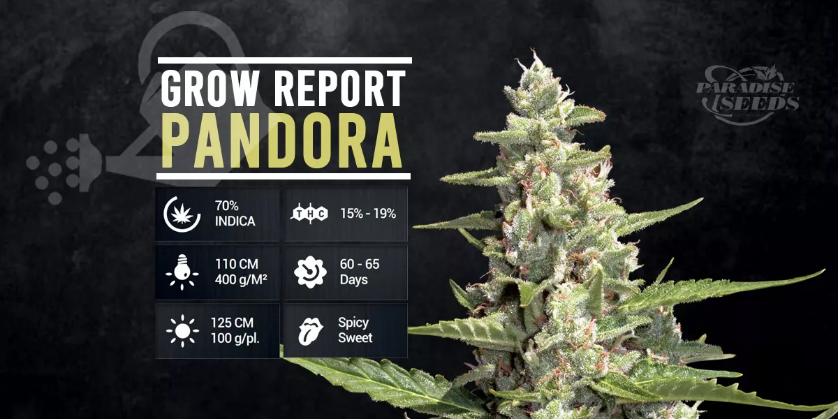 Rapport de Culture: Pandora | 🥇 Paradise Seeds
