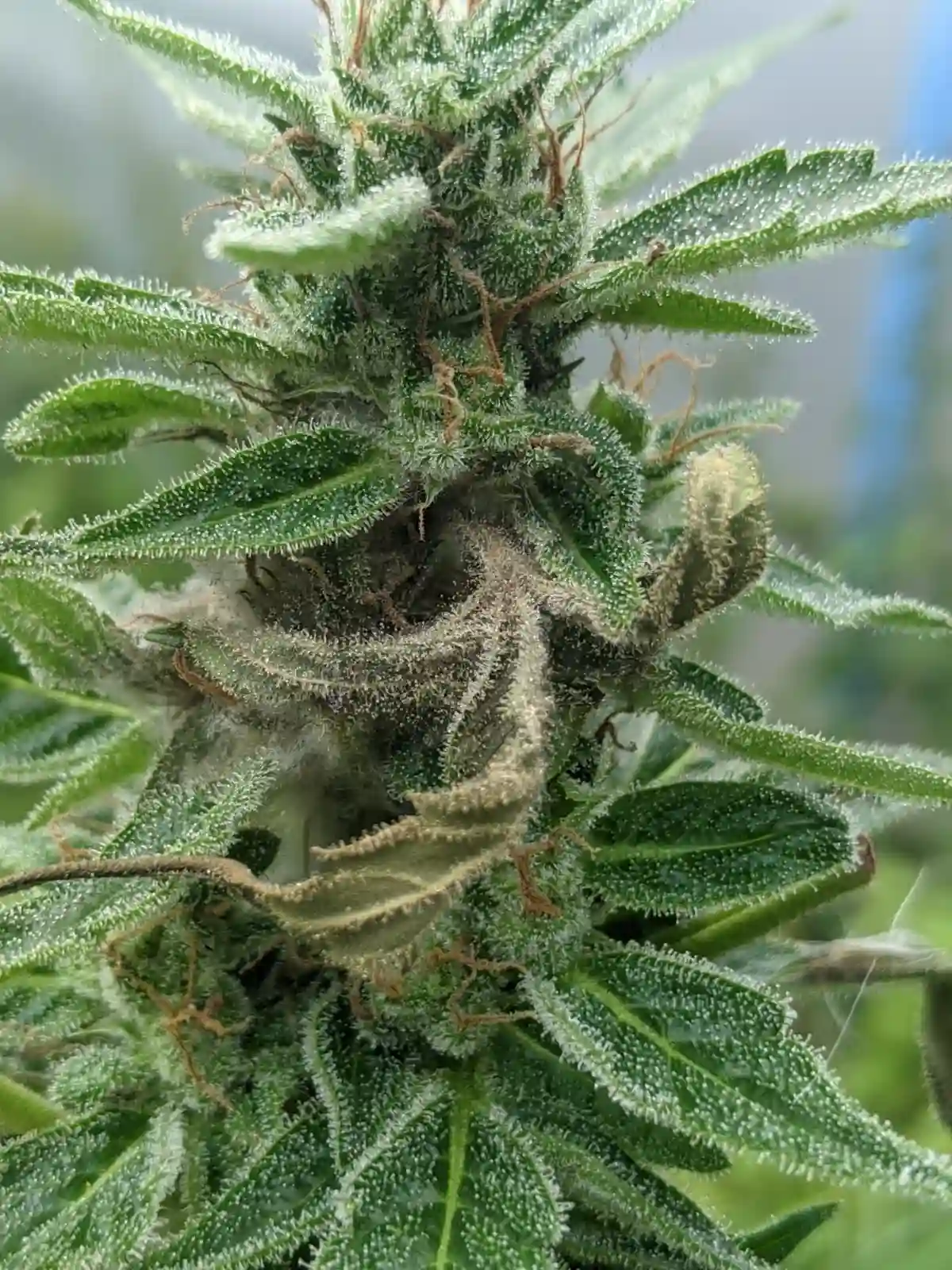 Cannabis bud mold