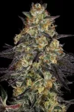 Acid cannabis strain photo with a black background