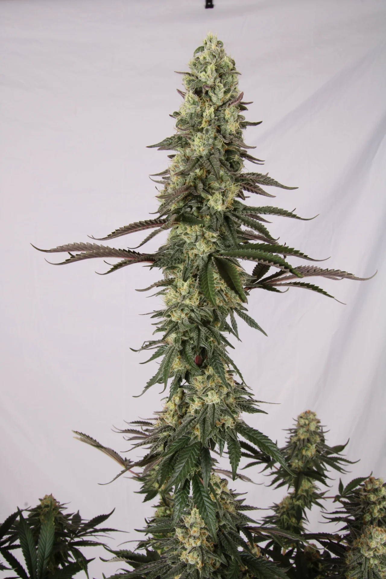 El Dorado OG Full Cola shot II